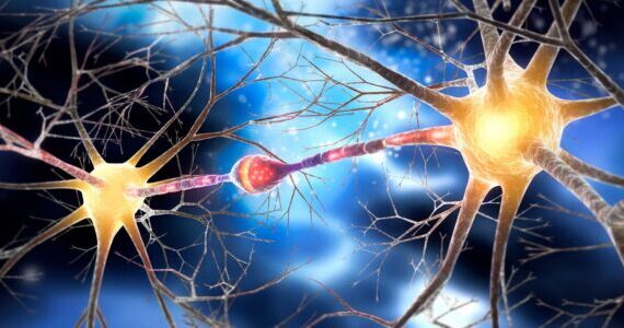 Scientists discover a new brain pathway that rapidly depletes diet-resistant body fat