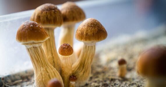 Psilocybin slows down human reaction times and impairs executive function during the acute phase of use