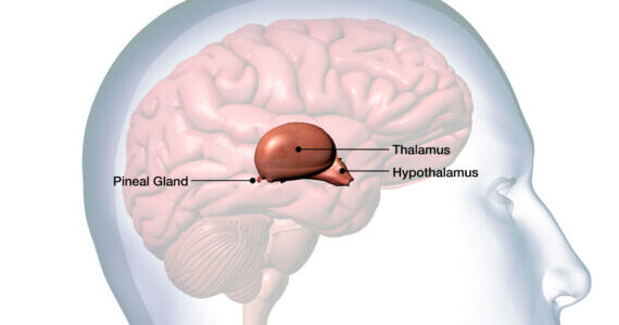 Scientists say the hidden “third eye” inside your skull is the bizarre reason you can see